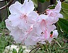 Goldsworth Pink
