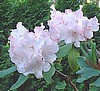 Pink Walloper