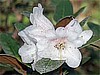 R. tsariense